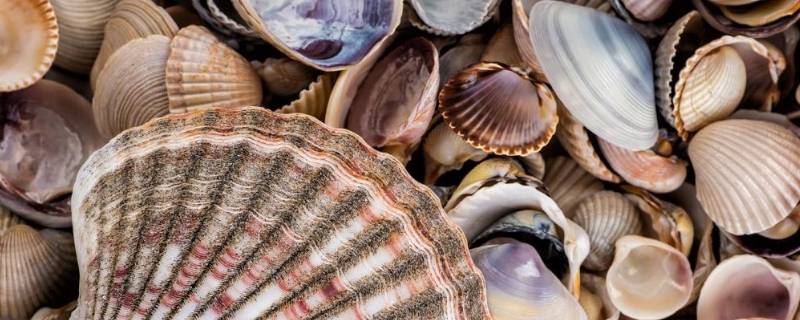 贝壳的颜色有哪些（贝壳的颜色有哪些种类）