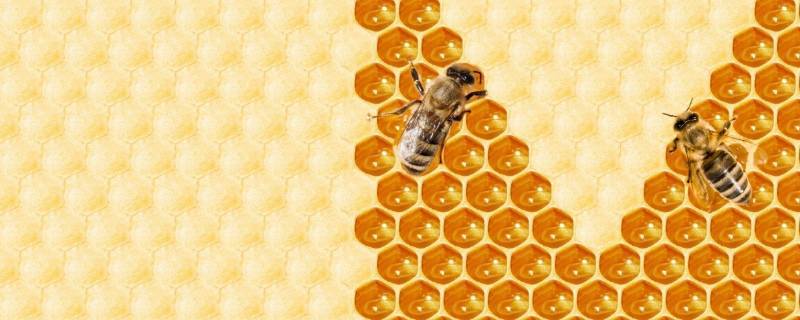 蜂蜜结晶后还会融化吗 蜂蜜结晶后还会融化吗