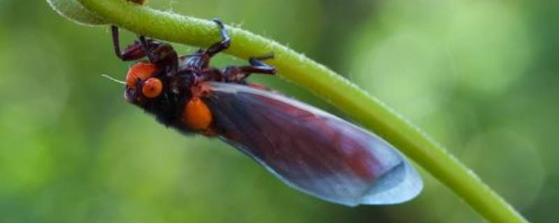 蝉的由来（蝉的由来资料）