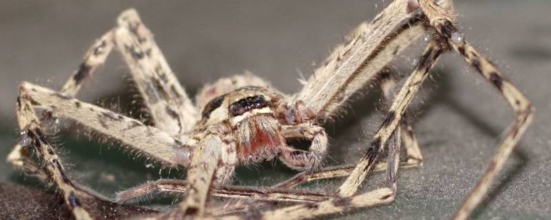 白额高脚蛛咬人吗（白额高脚蛛怕人类吗）