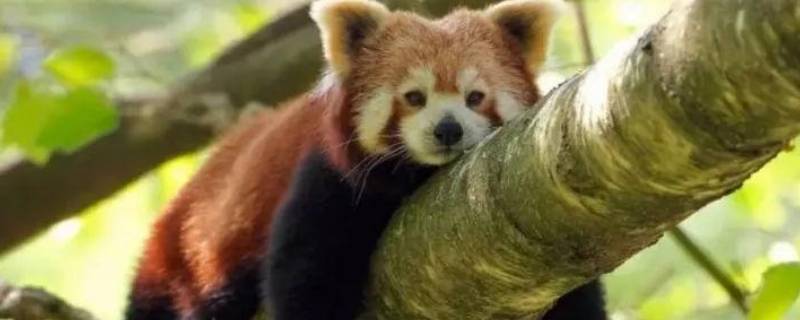 小熊猫吃什么 刚出生的小熊猫吃什么