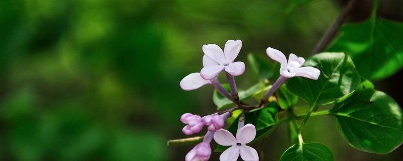 丁香结象征着什么