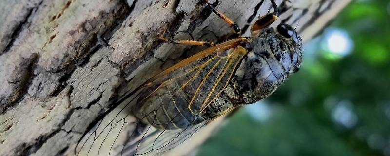 蝉鸣是什么季节 蝉鸣是什么季节的