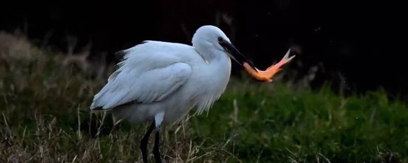 白鹭的活动范围（白鹭的活动范围和生活规律说明文）