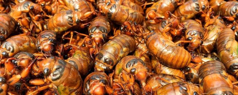 蝉的幼虫叫啥（蝉的幼虫叫啥能吃的）