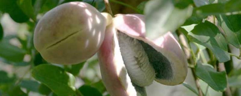 八月果子怎么吃 八月果怎么吃好吃