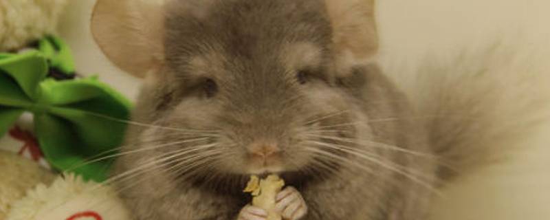 龙猫是啥（龙猫是啥科动物）