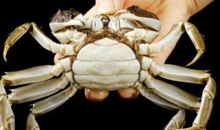 螃蟹怎样清洗才干净好 螃蟹怎样才能清洗干净