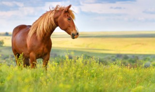 真实开车撞到马有什么兆头（开车撞死马）