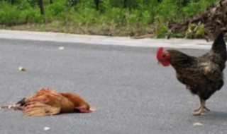 开车压死鸡有什么兆头（开车撞到鸡有什么兆头）