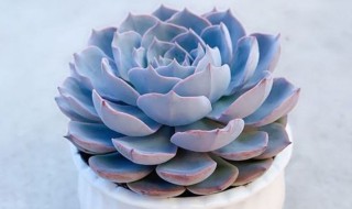 如何养好蓝色惊喜（蓝色惊喜的养殖方法和注意事项）