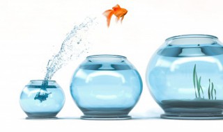 如何才能把鱼缸的水养好 怎样才能把鱼缸的水养好