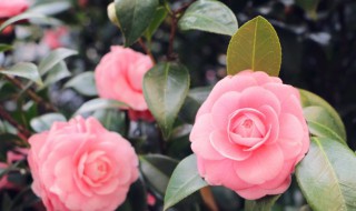 送女生什么花（送女生什么花比较浪漫）