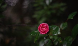 开业送什么花最吉利（开业送什么花最吉利呢）