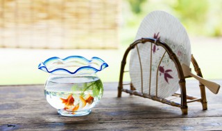 养鱼法则如何养好自己家里鱼（养鱼法则如何养好自己家里鱼）