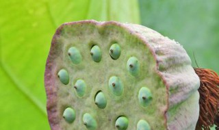 莲蓬可以放冰箱吗 莲蓬可以放冰箱吗夏天