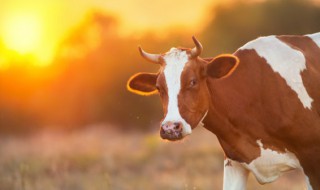 奶牛养殖利润怎样 奶牛养殖前景和利润