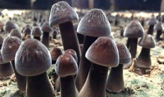 鸡枞可以放冰箱冷藏吗（鸡枞可以放冰箱保鲜方法）