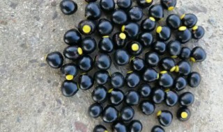 香樟籽怎么晒干 香樟籽怎么晒干的