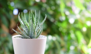 芦荟能放冰箱吗 芦荟能放冰箱里存放吗