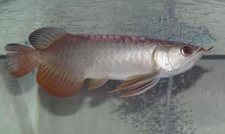 如何挑选金龙鱼幼仔（如何挑选金龙鱼幼仔鱼）