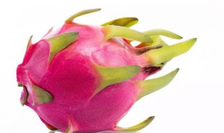 火龙果用放冰箱吗 火龙果用放冰箱吗夏天