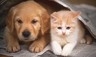 狗粮夏天可以放冰箱吗（狗粮夏天需要放冰箱吗）