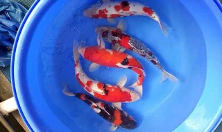 昭和锦鲤如何辨别好坏（昭和锦鲤如何辨别好坏图片）