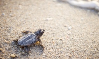 如何辨别乌龟公母 如何辨别乌龟公母图片展示?