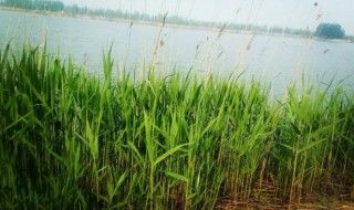 芦苇叶子煮多久才能用 芦苇叶子煮多久才能用水洗