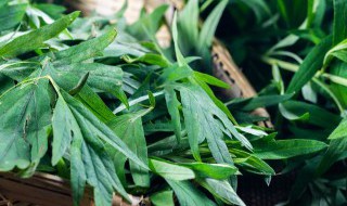 艾草需要煮多久才能用（艾草要煮多久才有效）