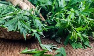 艾草煮多久才能用（艾草煮多久才能用凉水洗）