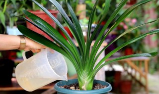 君子兰用高锰酸钾泡多长时间（君子兰用高锰酸钾泡多久）