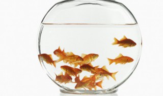 高猛酸钾泡鱼多长时间（高锰酸钾泡鱼缸需要泡多久）