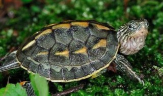 乌龟泡土霉素多长时间 土霉素泡乌龟一天泡几次