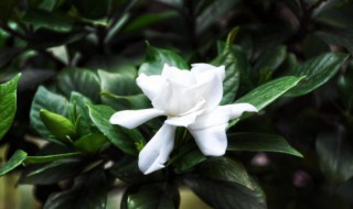 栀子花泡盆泡多长时间（栀子花泡盆泡几个小时）