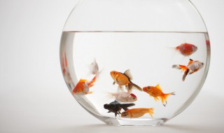 鱼泡脚泡多长时间最好（泡脚能泡多长时间最好）