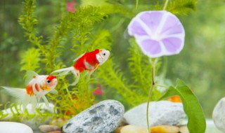 小苏打对鱼有什么作用 小苏打对鱼的作用