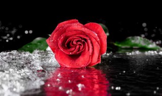 小苏打适合浇什么花（小苏打适合浇什么花草）