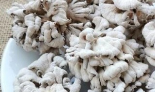 干白参菌的清洗方法（新鲜白参菌的怎样洗）