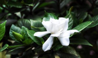 什么花可以吸甲醛 什么花可以吸甲醛比较好一点的