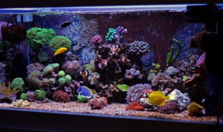 亚克力鱼缸太易脏了怎么清理 亚克力鱼缸太易脏了怎么清理视频