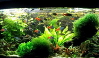 鱼缸脏了怎么清洗啊 鱼缸脏了怎么清洗啊图解