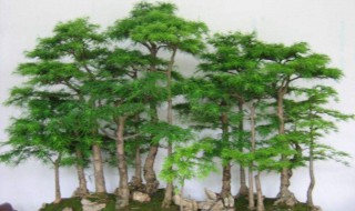 怎样自己挖树做盆景（怎样自己挖树做盆景视频）