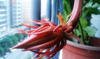 昙花插竿方法 昙花插竿方法图解