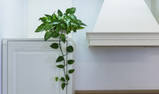 无土育苗怎样做 无土育苗怎样做好吃