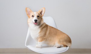 拌饭怎样做狗狗爱吃（拌饭狗粮）