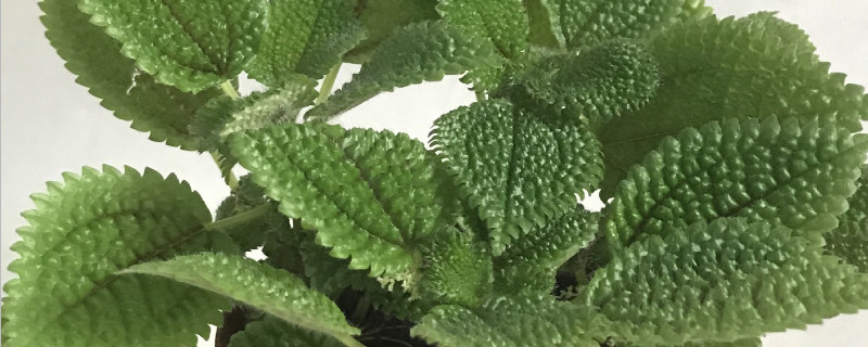 皱叶冷水花叶子焦边（皱叶冷水花图片）