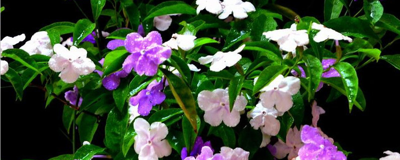 鸳鸯茉莉怎么修剪（鸳鸯茉莉怎么修剪视频）