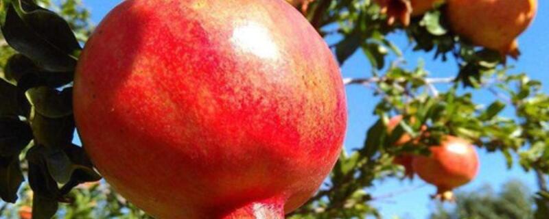 石榴粗枝扦插能活吗（石榴粗枝扦插能活吗视频）